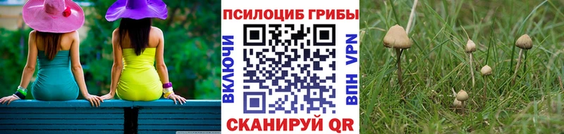 Купить где  Омутнинск  Псилоцибиновые грибы GOLDEN TEACHER 